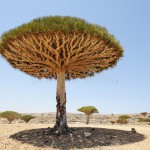 jemen-socotra-wyspa-smoka-drzewo-38936041